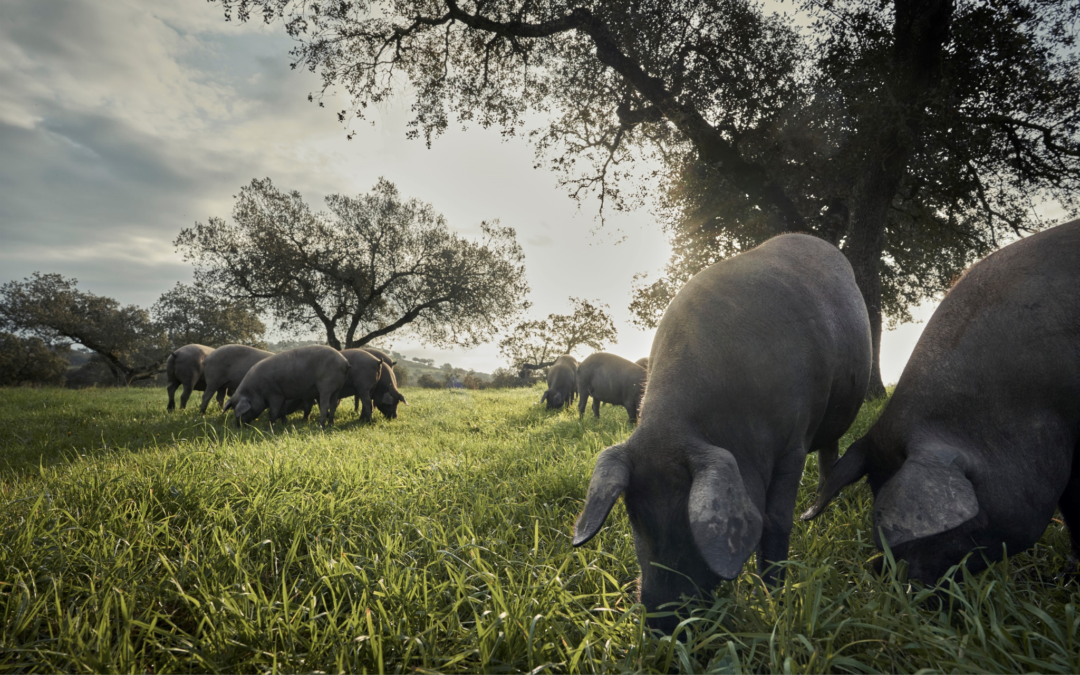 El GO PREVPA diseña un cuestionario para reforzar el conocimiento sobre la bioseguridad de explotaciones de porcino extensivo